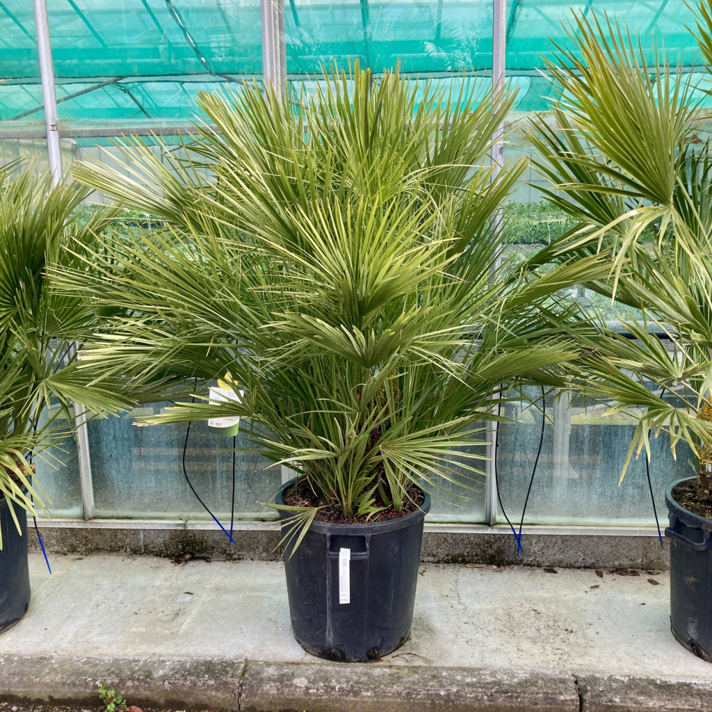 Chamaerops humilis - Mediterranean Fan Palm | The Palm Centre