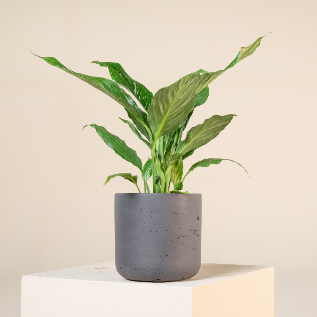 Spathiphyllum ‘Diamond’ | The Palm Centre